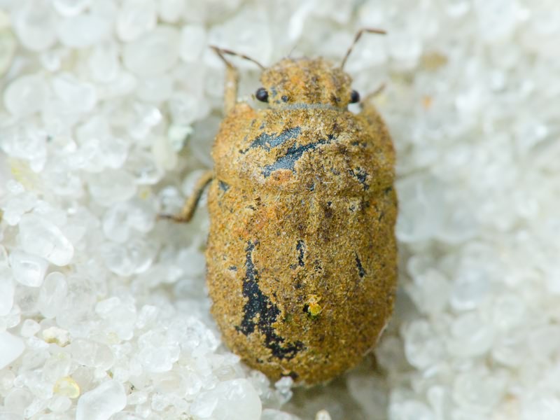 Odontoscelis (Obscuromorpha) hispidula (Jakovlev, 1874)